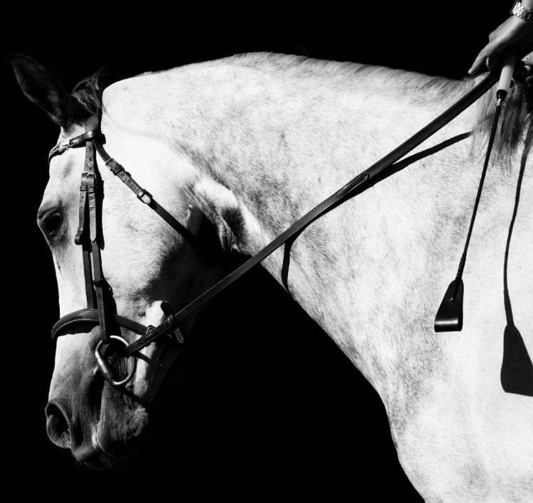 Beautiful white horse horse 